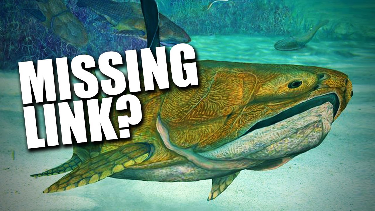 Missing Link Discovered Youtube