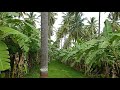 10 acre coconut farm house for sale nearby gundalpet 9110698898