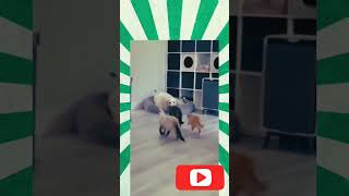 🐈🐕😁🤣🤣டேய் குமாரு #shortvideo #funny #comedy #petcomedy #cat #dogloversindia #catlover #cute #shorts