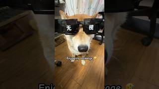 Enjoy my massage 🤣#柴犬 #cutedog #shortsvideo #funny #puppy #pets #shiba #doge