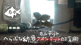 へらぶな幼魚カルテット（作業用）