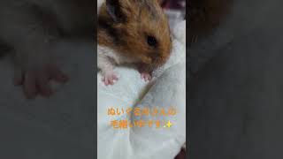 ぬいぐるみと仲良しのハムスター🐹毛繕い中