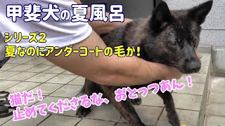 夏なのにアンダーコートの抜け毛が凄い甲斐犬！乾燥中には猫ちゃんを発見！懸命に静止するおとう-　甲斐犬いち