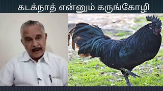 Kadaknath chicken|கடக்நாத் என்னும் கருங்கோழி