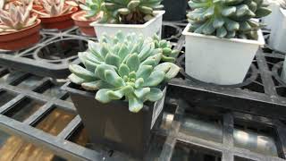 Echeveria 'Blue Elf' 多肉植物 藍精靈