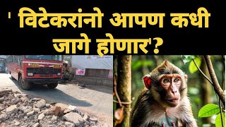 ' विटेकरांनो आपण कधी जागे होणार'? #विटा #वानर #जंगल