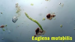 Euglena mutabilis ?