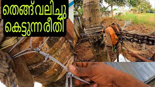 🌴തെങ്ങ് വലിച്ചു കെട്ടുണ രീതി 😍/ How to pulling in a Coconut Tree in Kerala / Raja woodcutting