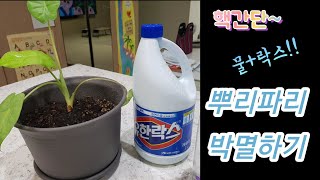 초초간단~물과 락스만 있으면 뿌리파리 박멸!!