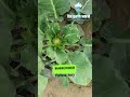 শীত কালীন সবজি garden vagetable gardening growth grow diy unique agriculture ফুলকপি