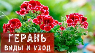 ГЕРАНЬ! КАК ПРАВИЛЬНО УХАЖИВАТЬ ЗА ГЕРАНЬЮ?