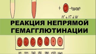 Реакция непрямой (или пассивной) гемагглютинации (РНГА/РПГА)