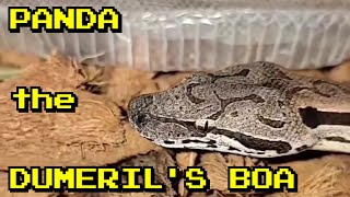 Panda the Dumeril's boa in shed