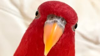 Red birb is Nyamanyaaaan