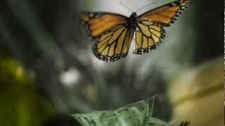 Flight of the Butterflies ~ Documentary Trailer