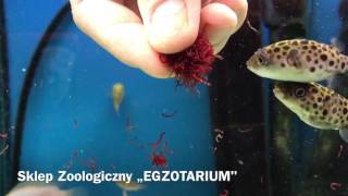 Kolcobrzuch w #EGZOTARIUM