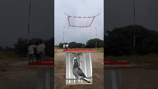 tutorial cara melatih burung merpati kolong #shorts