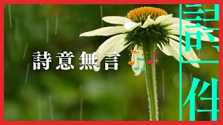 伴眠音樂： 詩意無言 伴您入眠  20230215【詩伴直播】#傳統文化 #中國 #古詩詞 #睡眠#音樂】