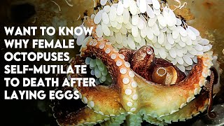 Want to know why female octopuses self-mutilate to death after laying eggs