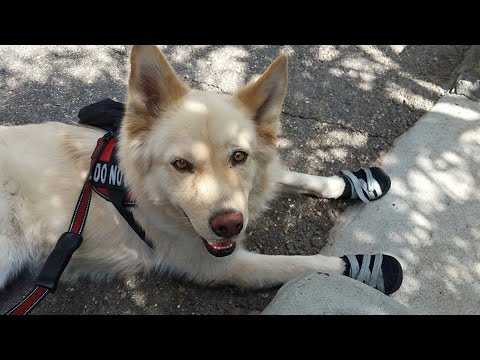 How To Make Your Dog a Service Dog How To Make Your Dog a Service Dog