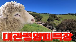 평창 대관령양떼목장