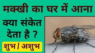 मक्खी का घर में आना | ghar mein makkhi ka aana | makkhiyon ka ghar mein aana/shubh ya ashubh.