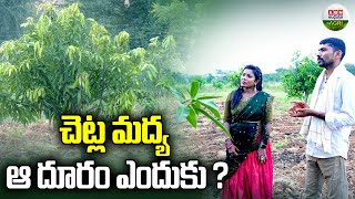 ఈ తోటలో చెట్ల మధ్య అంతంత దూరం ఎందుకు? | Why is There so much Distance Between the Trees - ABN Agri