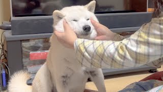 いつも以上に激しく甘えたい気分な日の柴犬