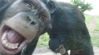 モモとイチローは遊びに夢中、カリンバと感染症大丈夫かい　平川動物公園　チンパンジー　202411