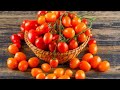 How to grow tomatoes to produce large, high-quality fruit #tomato #tomatoes #tomatosauce