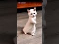 #shorts #trending#cat#3d#cartoon#funnycats#funny#dance#cute#kitten#kitty