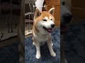 【柴犬だいふく】おやつにしない？（14歳1ヶ月）