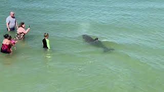 WATCH: Dolphin circles delighted swimmers at Florida beach