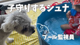 【子守り犬】赤ちゃんのプール遊びを見守る愛犬が優し過ぎた