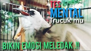 #TERAPI  Menaikan EMOSI Dan BIRAHI Dgn  SUARA Trucuk TARUNG 99,9%  Trucuk  DIAM ikut NGAMUK  NARUNG