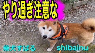 柴犬かわいい散歩でやりすぎ注意な砂かけハーネス慣れました