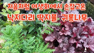 처음처럼 야생화에서 데리고온 귀한꽃 언박싱 해볼께요