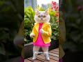 😻cat videos funny dance 💃😃videos for catsv funnycats dancingcat catlovers 122