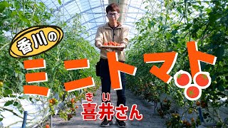 【ミニトマト】ハチが実をつけるお手伝い！？　お世話した分だけおいしくなるトマト栽培 - 香川でがんばる生産者に取材