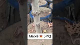 #Chinarpark #maple #mapleleafs #mapleleaves #mapletrees #Kashmir #trees #review #contentcreator