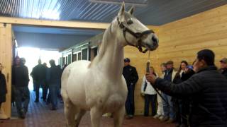 2005 Kentucky Derby winner, Giacomo, at Heritage Stallions, Chesapeake City, Maryland