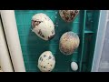 hatching eggs the birth of a baby quail