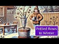 Keep Potted Roses Alive This Winter - Easy Tips!