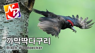 까막딱다구리  #Black Woodpecker