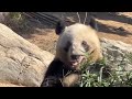 見事な早業で笹を操り食べるレイちゃん🐼😁　2月14日 ueno zoo panda