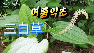 삼백초효능▶️ 고혈압,혈관질환 , 피부건강, 방광염,관절염등 염증제거에 좋은 여름약초(三白草)추천합니다👍