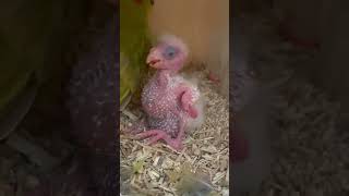 FROM BABY TO FREE FLIGHT PARROT