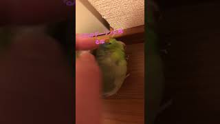 触らせてくれないインコちゃんw