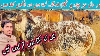 Small Business Bachra Farming in Pakistan