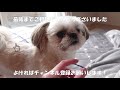 膝の上を生活の基盤としているシーズー／shih tzu is based on his knees